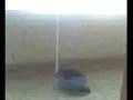 videos de Dramatic dustpan