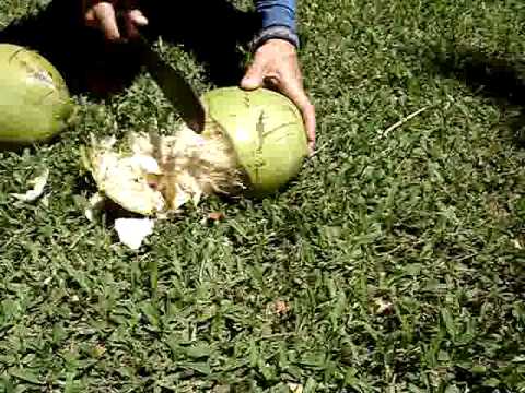 how to harvest coconut