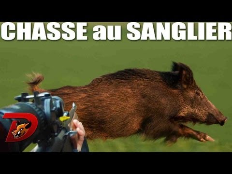 sanglier