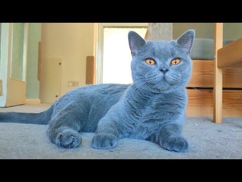 British Shorthair Grooming Session