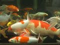 Koi Farm Koi Farm