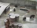 昭和新山熊牧場
