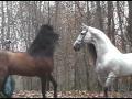 videos de Andalusians Stallions Nose to Nose