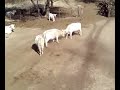 vacas barderas...