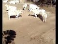 vacas barderas...