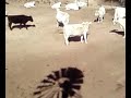 vacas barderas...