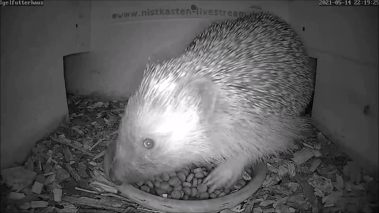 Der Igel ist auch im Igelfutterhaus zurück und frisst! 14.05.2021