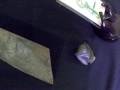videos de 豬龍平口玉刀 紅山文化 古玩收藏 玉而富