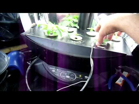 how to transplant from aerogarden to soil