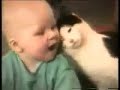 gatos graciosos