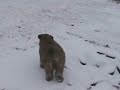 Fergus\