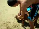 Uma playing on the beach in Puerto Rico