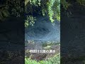柿田川公園の湧水その2