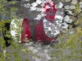 Boston Terrier video