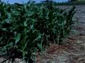 videos de Symbo Maize.mp4