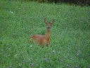 2008-07-30 - chevreuils � Marols