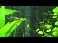 Aquario plantado com destaque para a desova dos acara bandeira ,No tubo do filtro externo. 