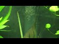 aquario plantado com desova dos bandeiras aquario plantado com desova dos bandeiras