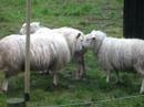 Sheep Fighting Part 1/3