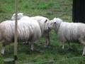 Sheep Fighting Part 1/3