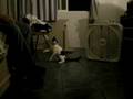 Funny Cat Clip