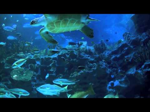 Aquarium 2hr relax music