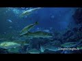 Aquarium 2hr  relax music