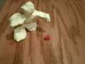 videos de Random poop eating claymation