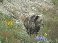Bears Don\