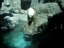 EL OSO