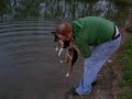 Cali, the Rat Terrier , takes her first swim... sort of.