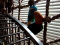 caique talking phone