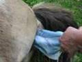 Watch the Live Birth of a Miniature Horse (from New Zealand) 