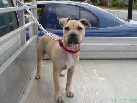 american staffy