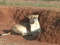 Lion: King of the Beasts, Phinda, S. A.
