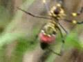 Spider vs. Butterfly アサギマダラ  クモの巣　絶体絶命