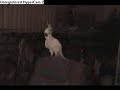 Hip Hop dancin' PARROT