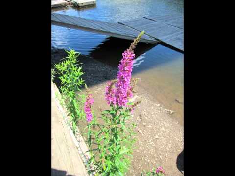 how to control purple loosestrife