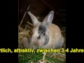 Meine Hasen