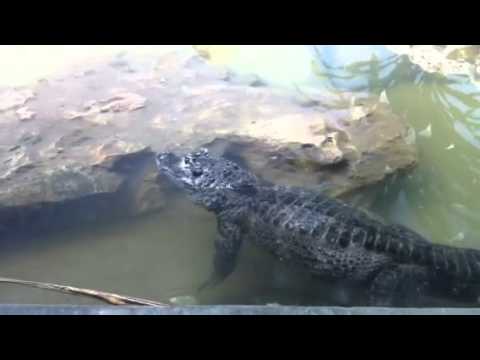 Jacaré-da-china (Alligator sinensis)