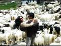 Manali LURE adfilm.