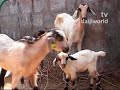 goat breeding