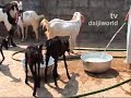 goat breeding