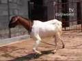 Goat Breeding