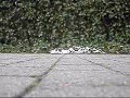 Nollie 180