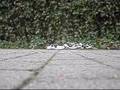 Nollie 180