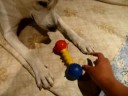 Kishu - New toy #1 Kishu - New toy #1
