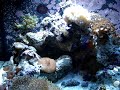 Vídeo de meu aquário marinho nano 70L. 