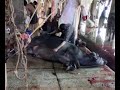 cow1,,
