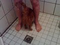 Broekie the cat LOVES to shower! Broekie the cat LOVES to shower!